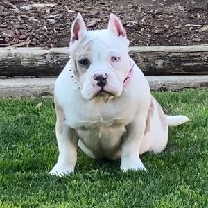 Meet your Posher, Raul